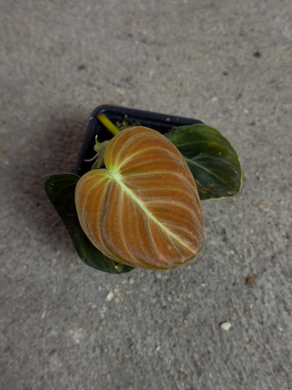 Philodendron Melanochrysum Variegata