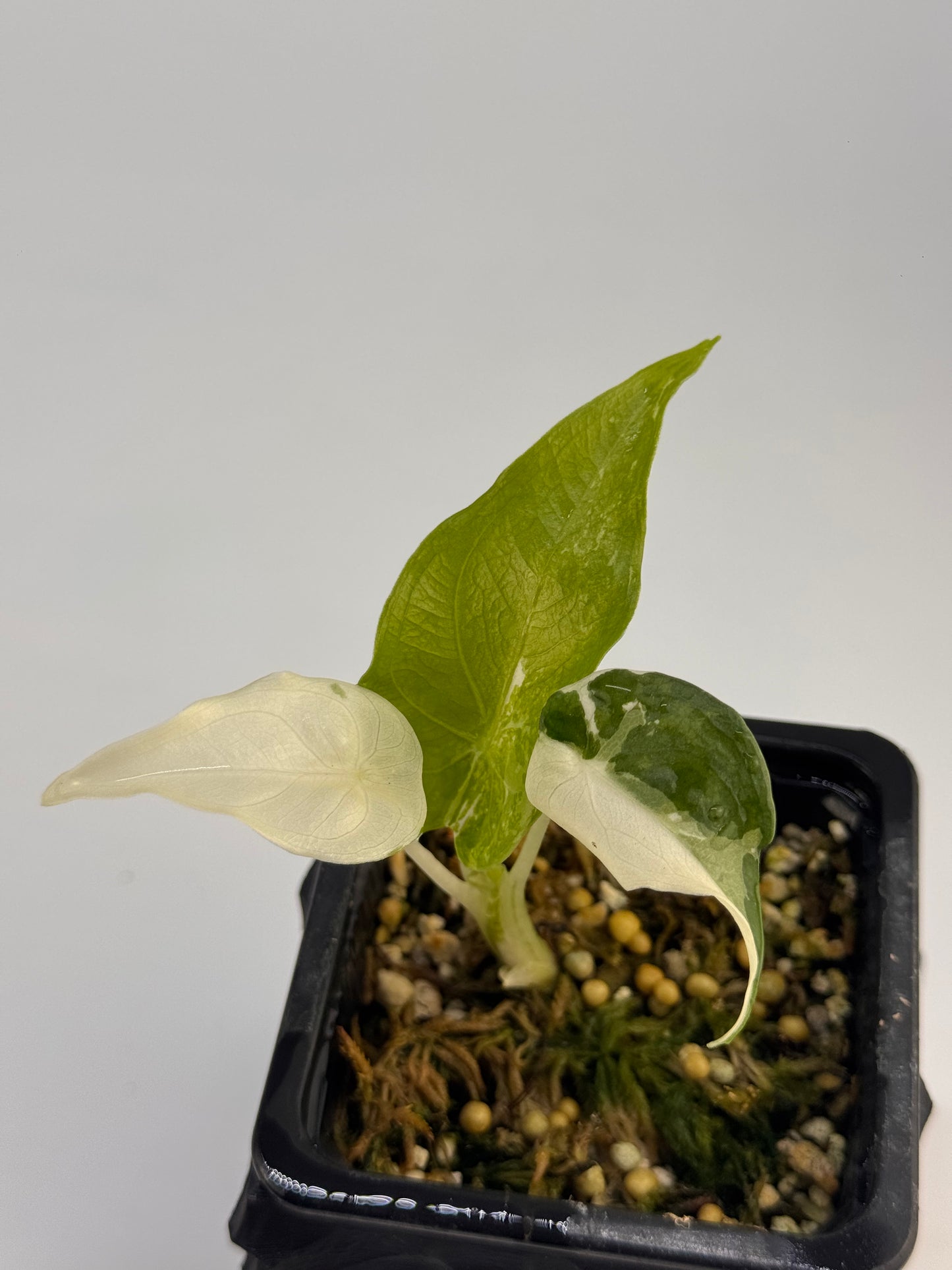 Alocasia Cuculatta „Wagyu“ Albo Variegata