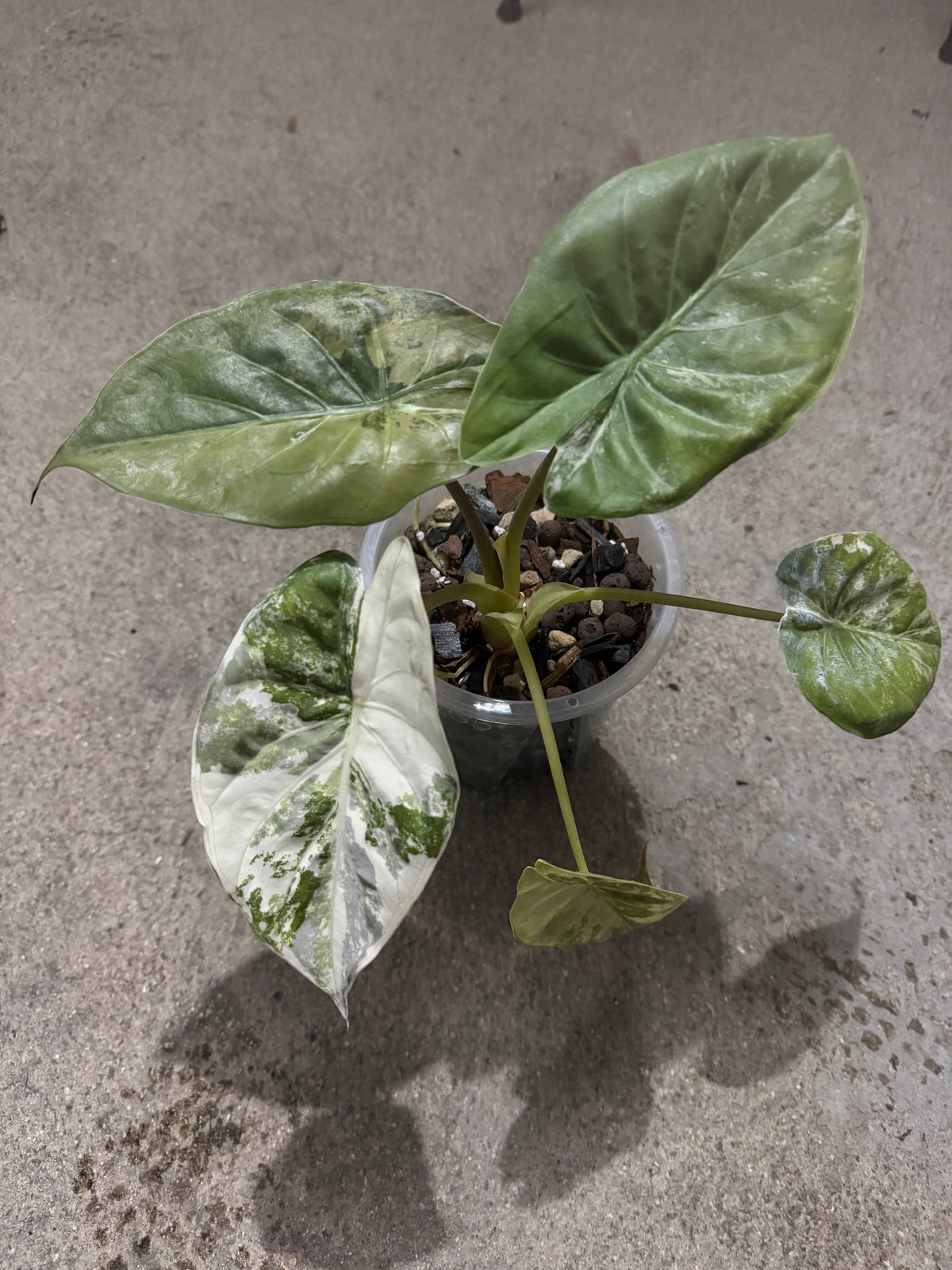 Alocasia Wentii Pink