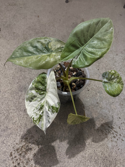 Alocasia Wentii Pink