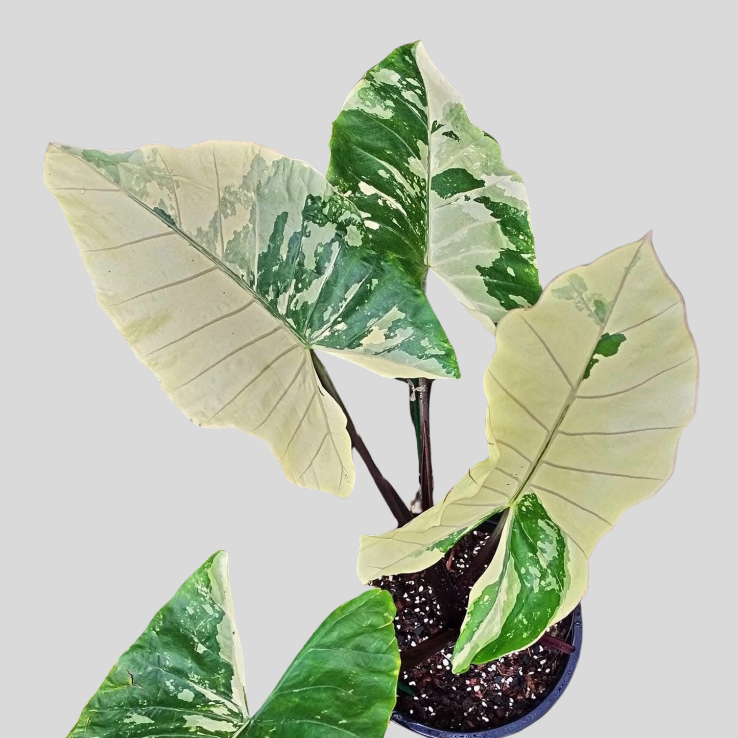 Alocasia Black Stem Albo Variegata - Bulbe