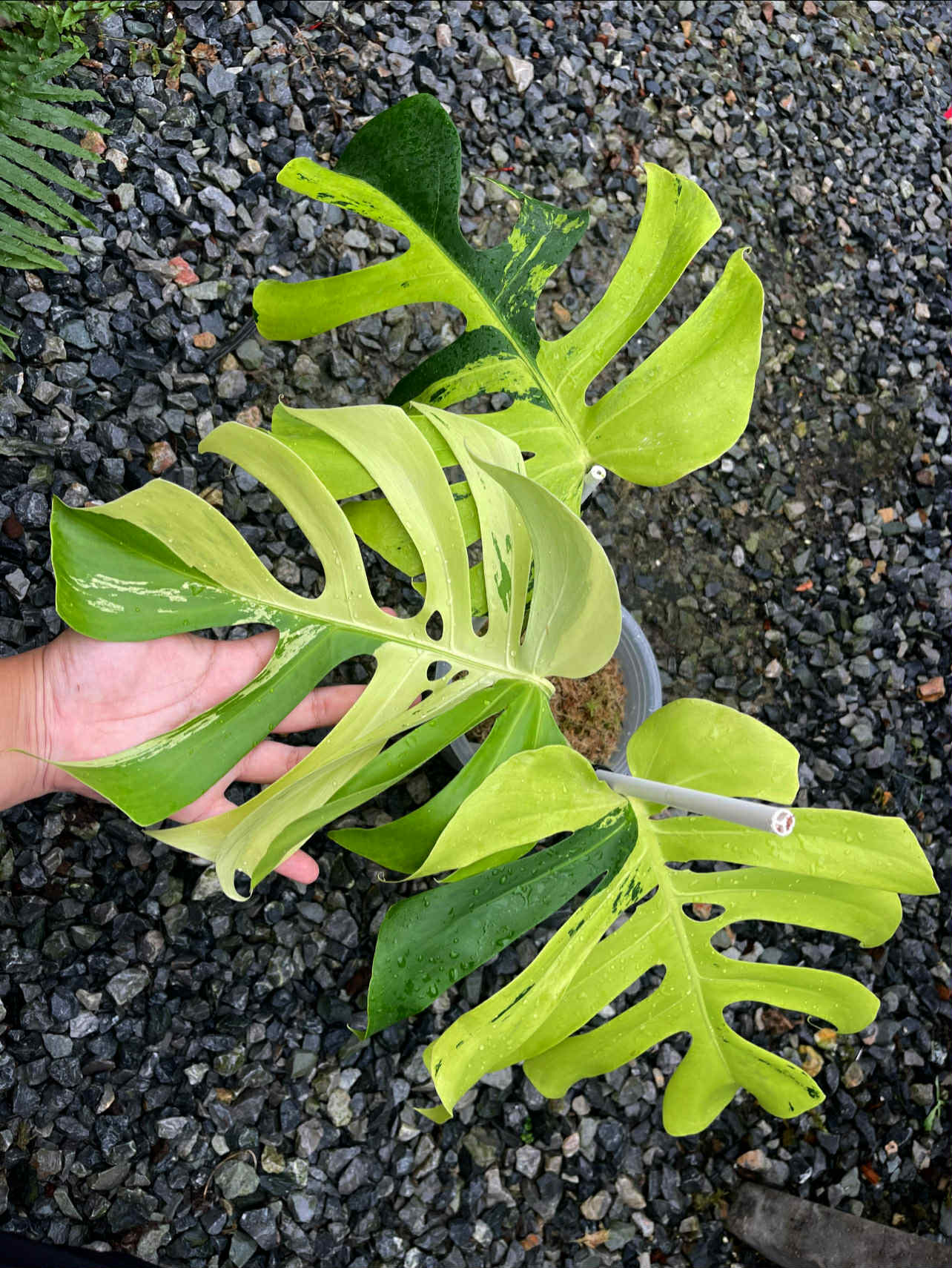 Monstera Deliciosa Lime Light - Livraison 30 jours