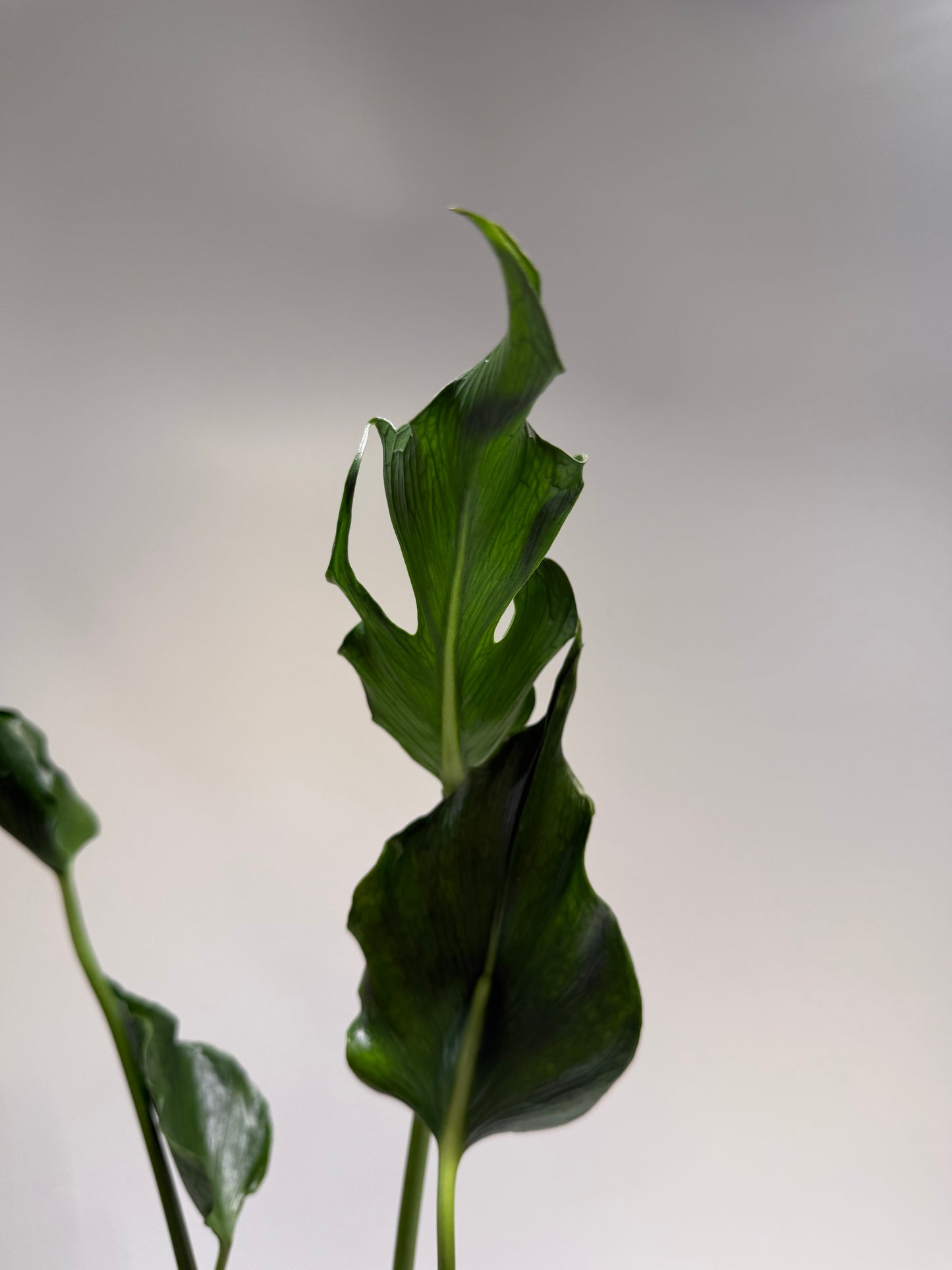 Monstera Unniae