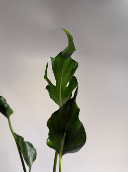 Monstera Unniae