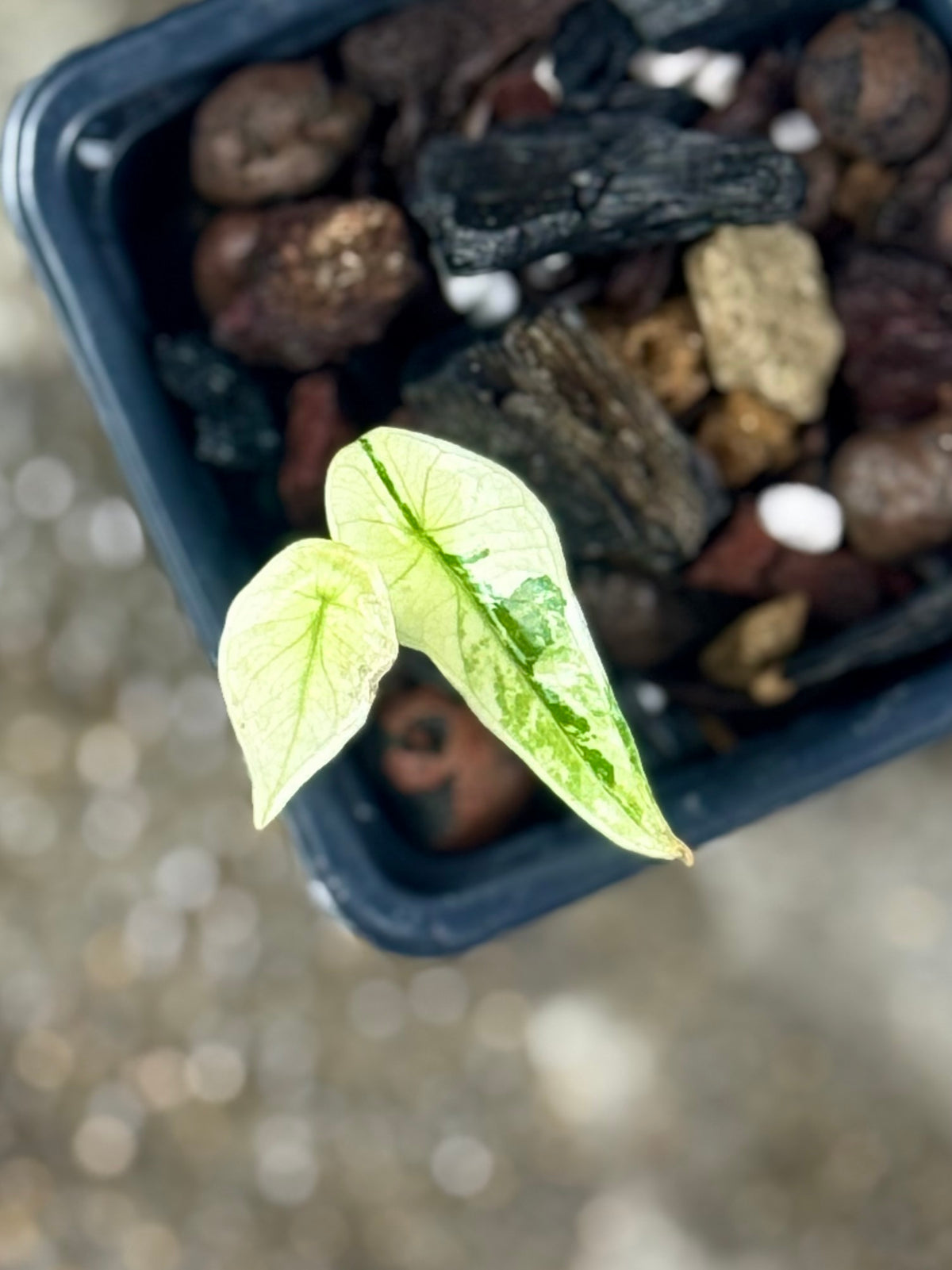 Alocasia Simpo Albo Variegata – Vorbestellung