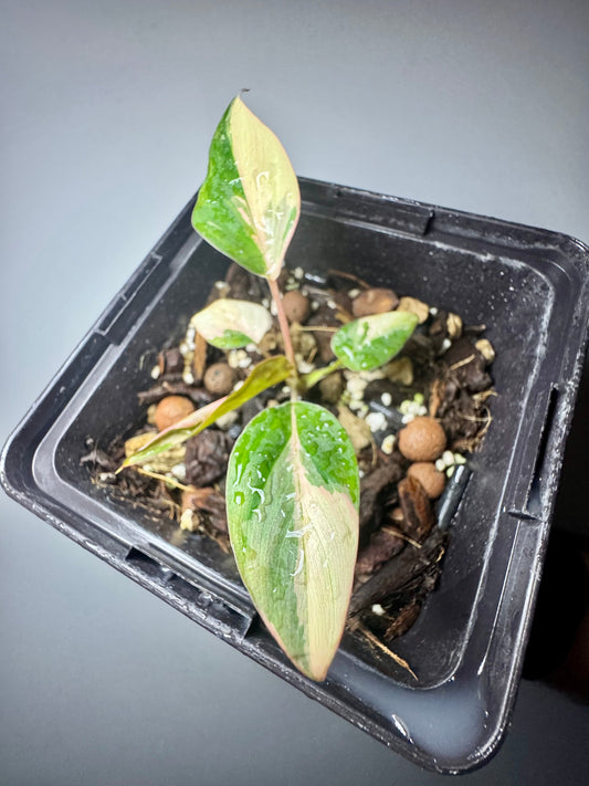 Homalomena Cf. Aromatica Pink Diamond Green and White Plants