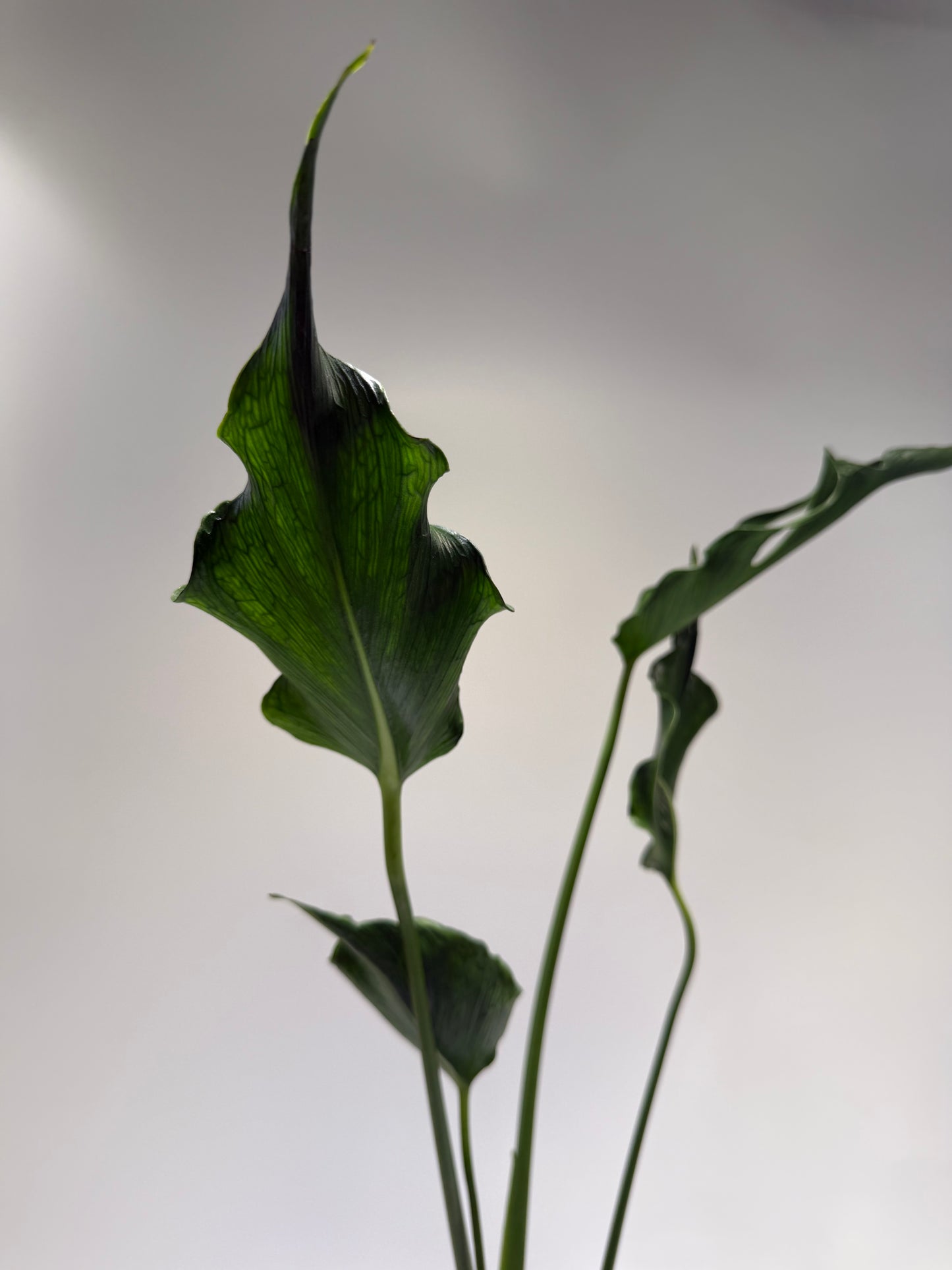 Monstera Unniae