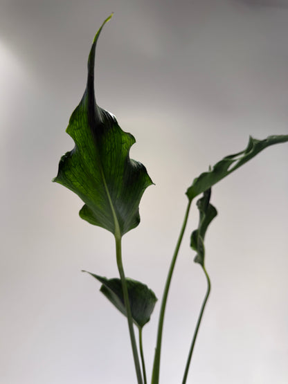Monstera Unniae