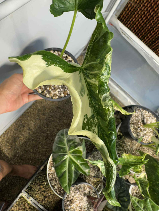 Bulb Alocasia Cucullata Crinkless Albo