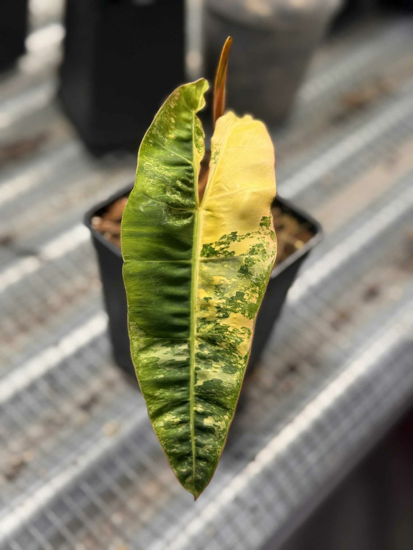 Sur Mesure - FB X Mayoï X 3 / Homalomena Rubescens Tricolor Pink / Homalomena Pink Mutation / Philodendron Billitiae Var