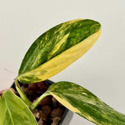 Monstera Karstenianum Peru Variegata Green and White Plants