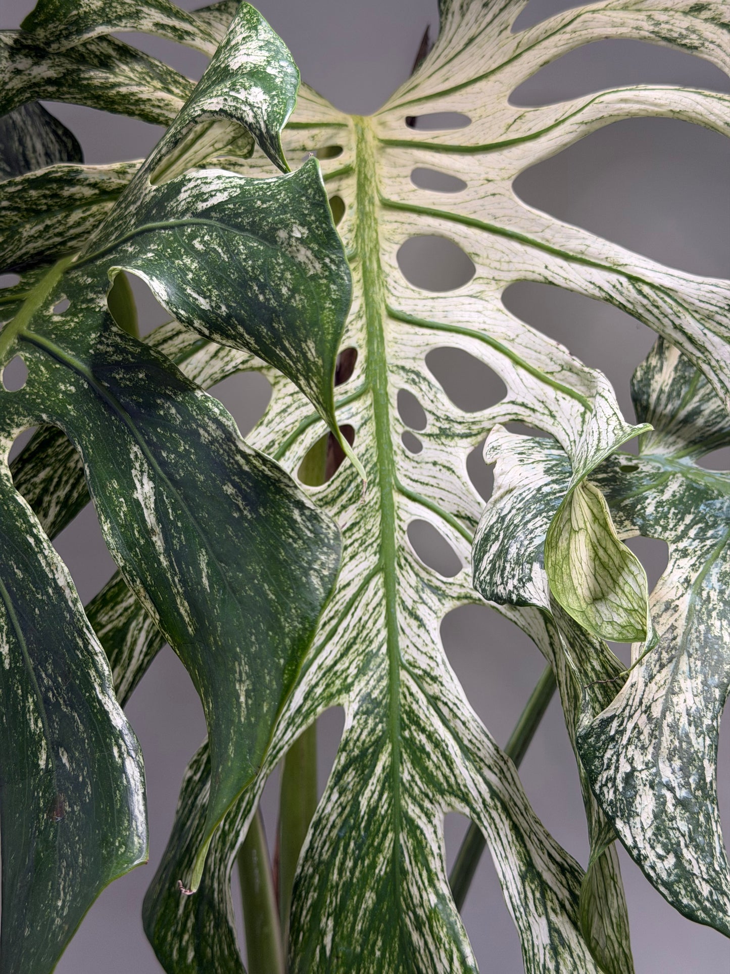 Monstera Devil Monster