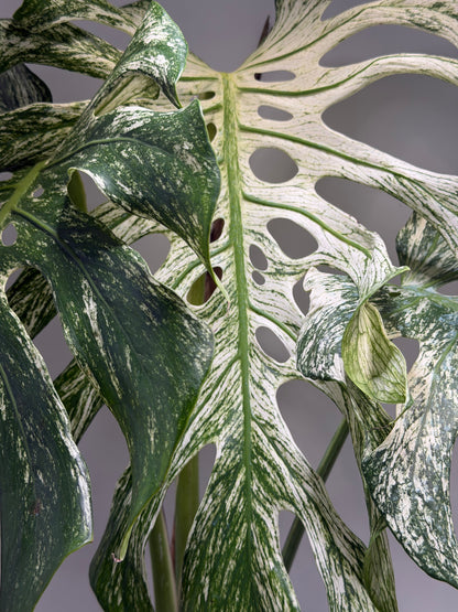 Monstera Devil Monster
