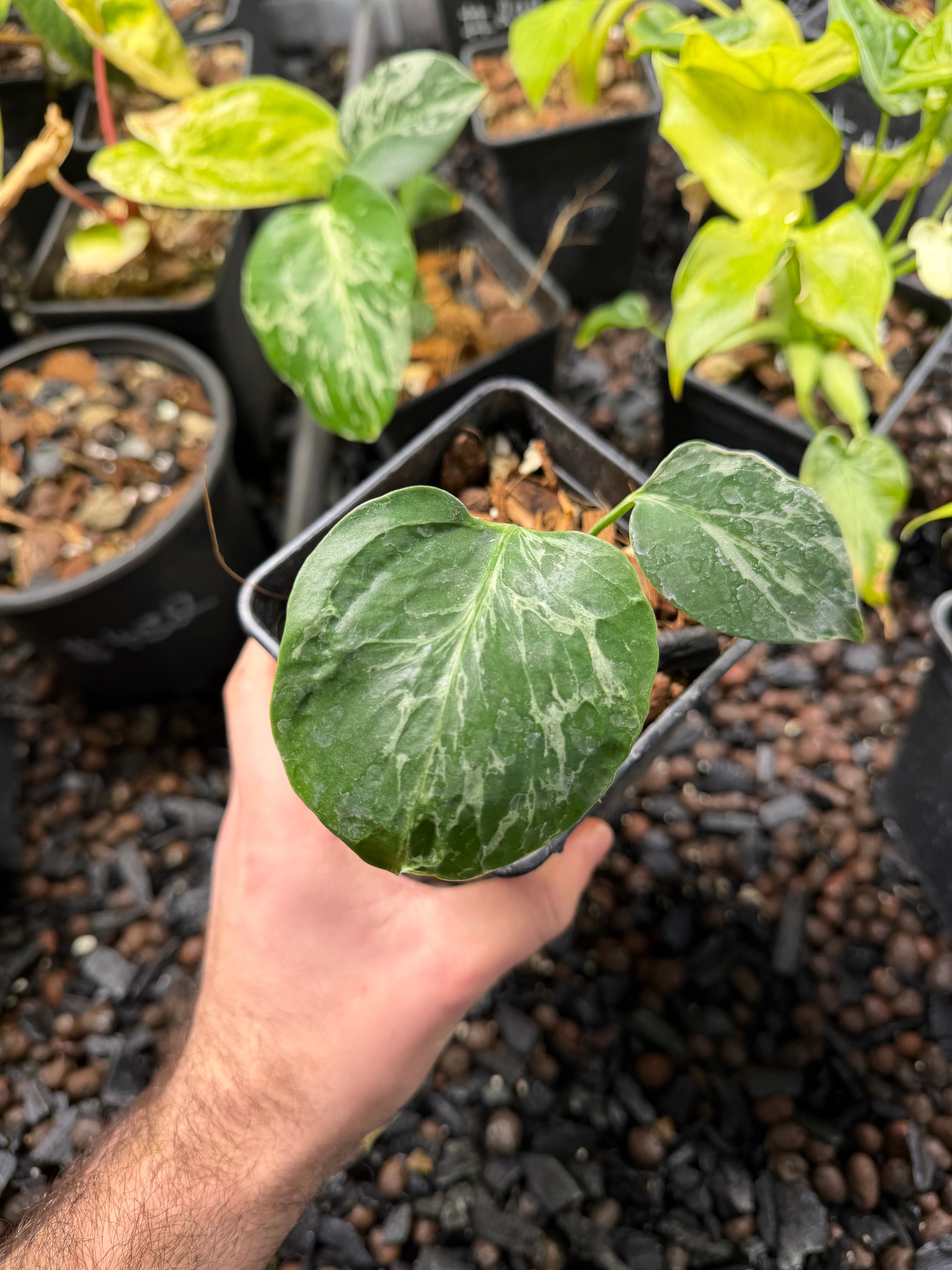 Monstera Bulbasaur – Rare Collectible Tropical Plant – Green and