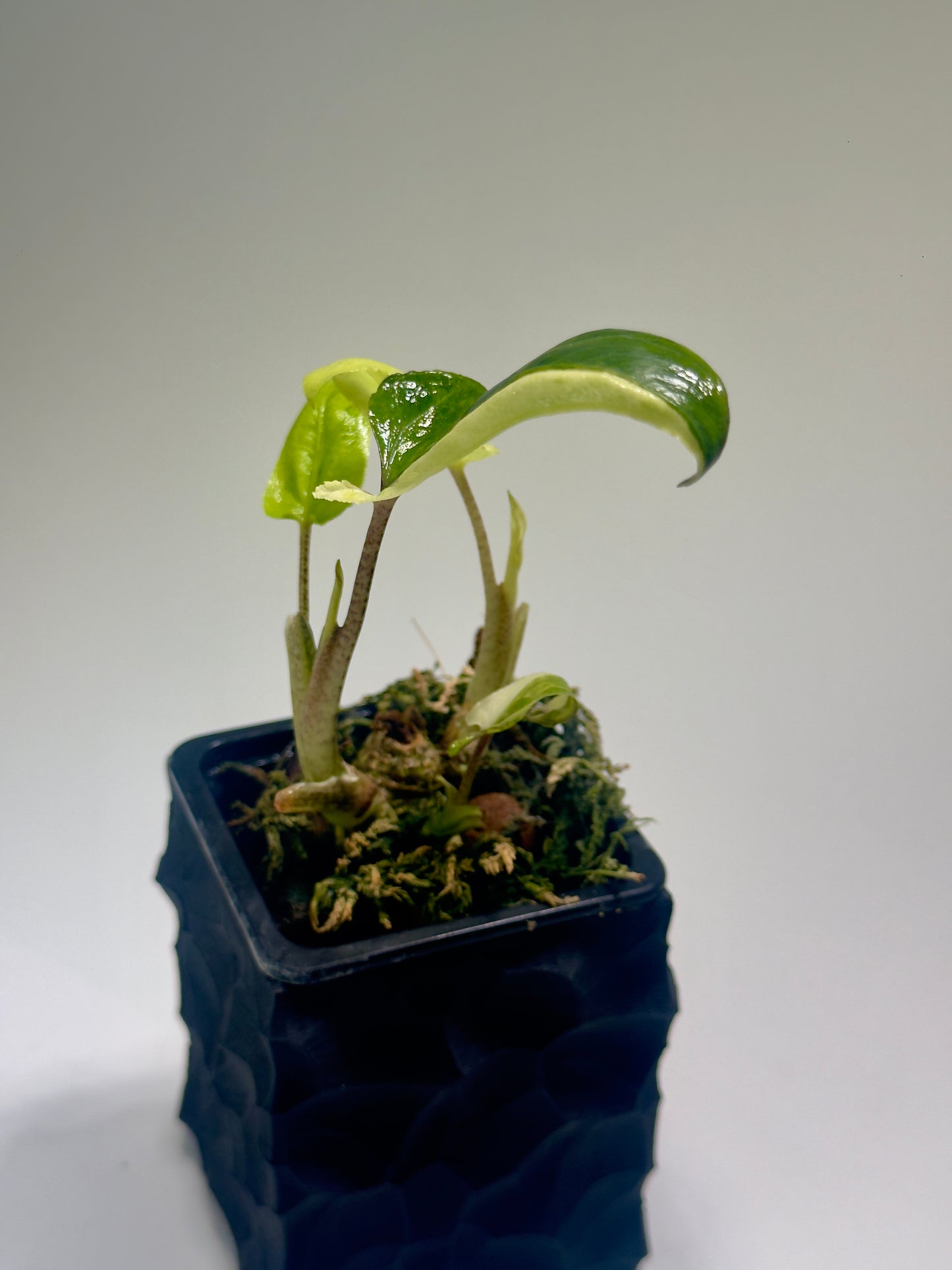 Alocasia Lauterbachiana Mint