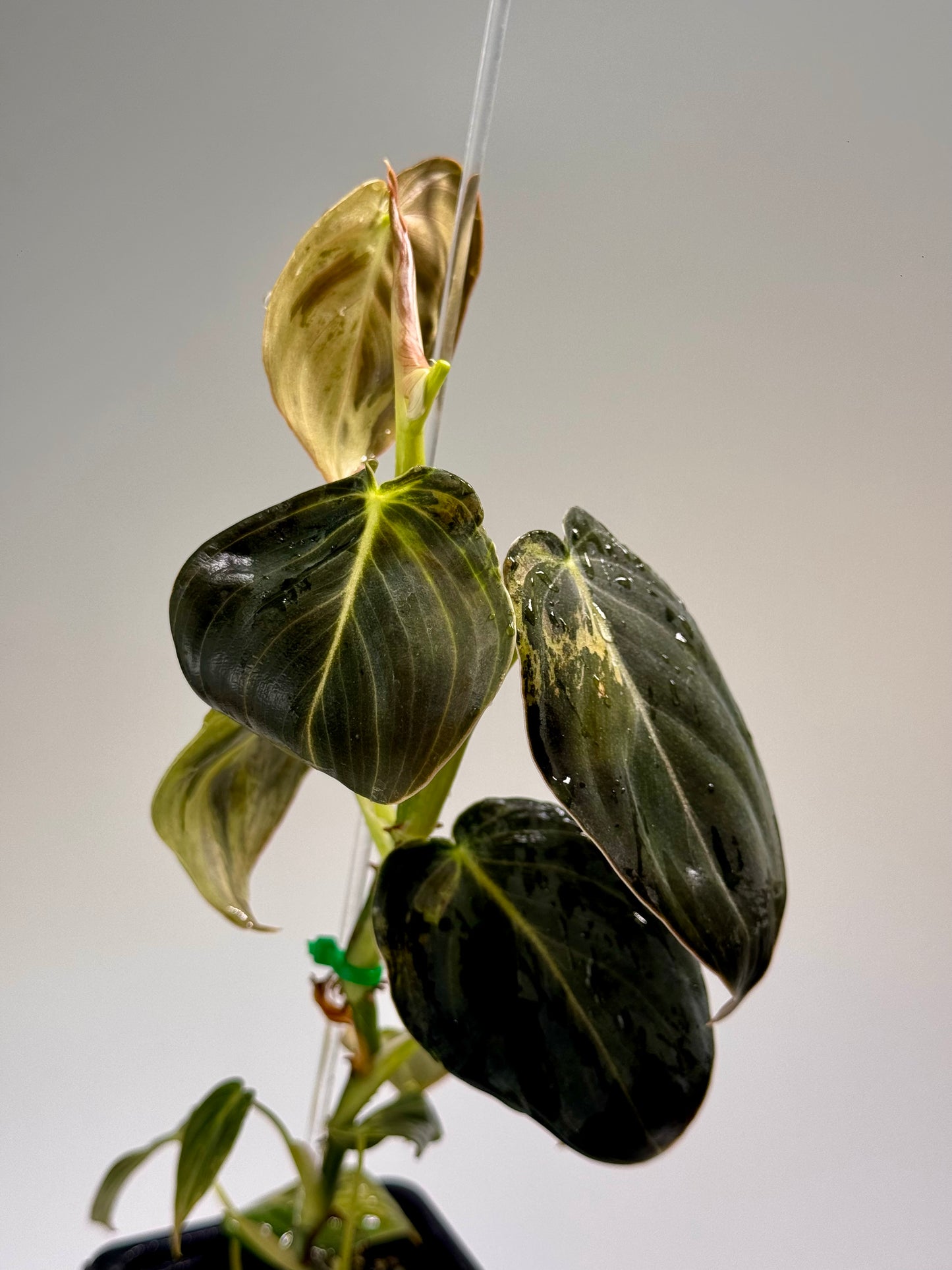 Philodendron Melanochrysum Variegated TC (Acclimated)