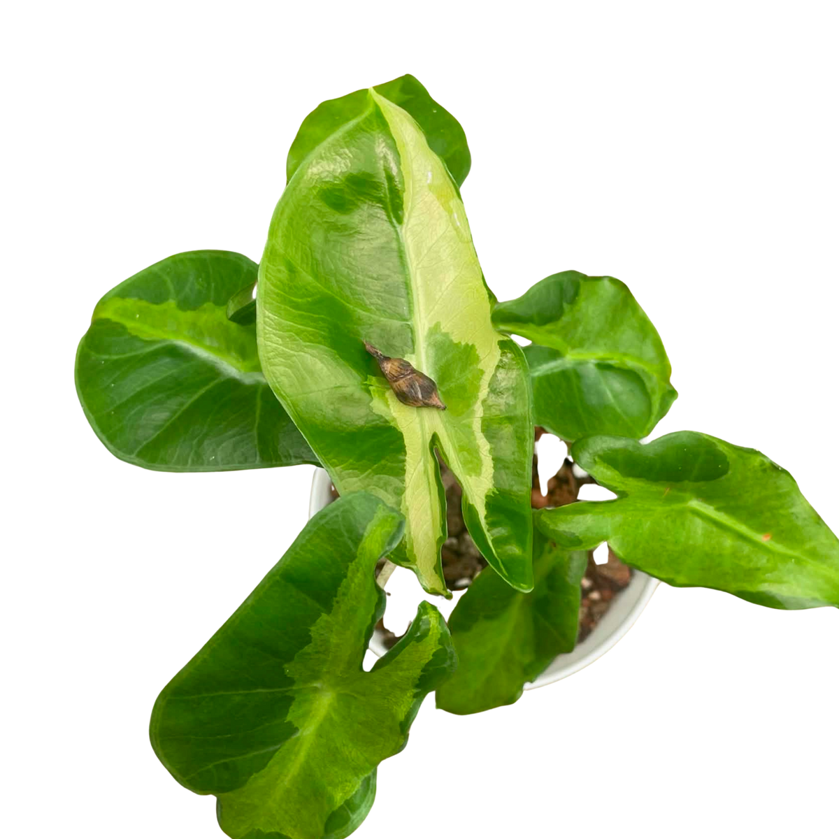 Alocasia Longiloba Cream Lava - Bulbe