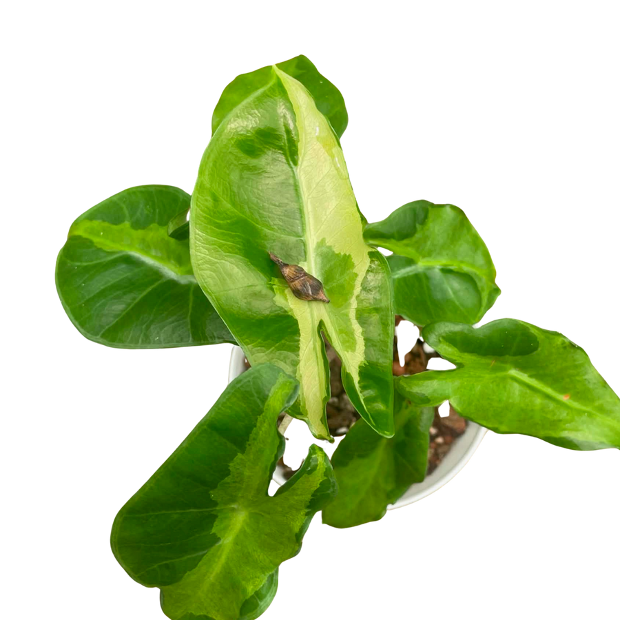 Alocasia Longiloba Cream Lava - Bulbe