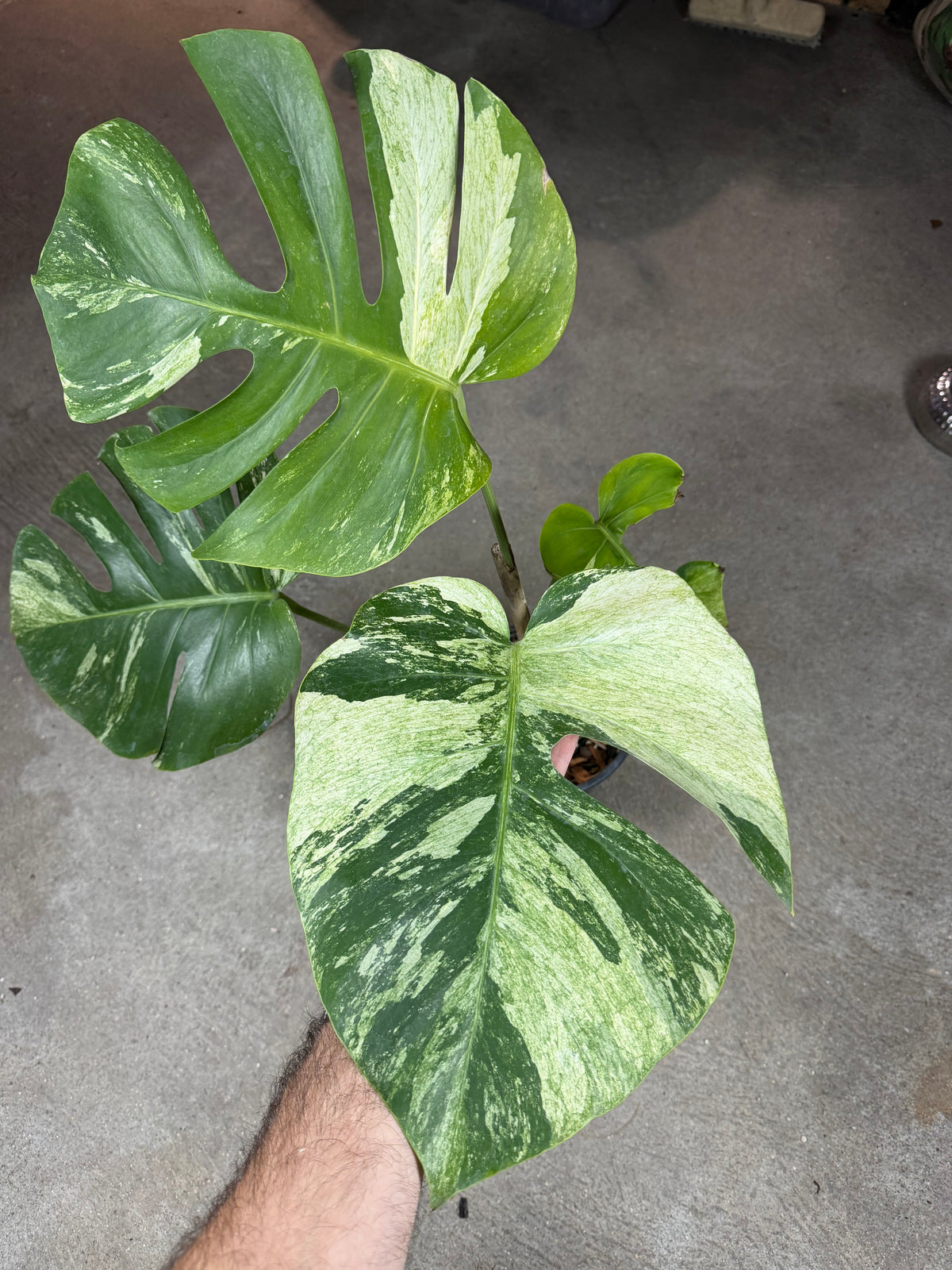 Monstera Jungle Mint