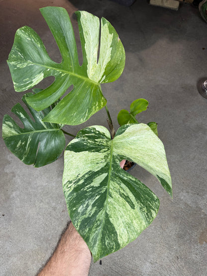 Monstera Jungle Mint