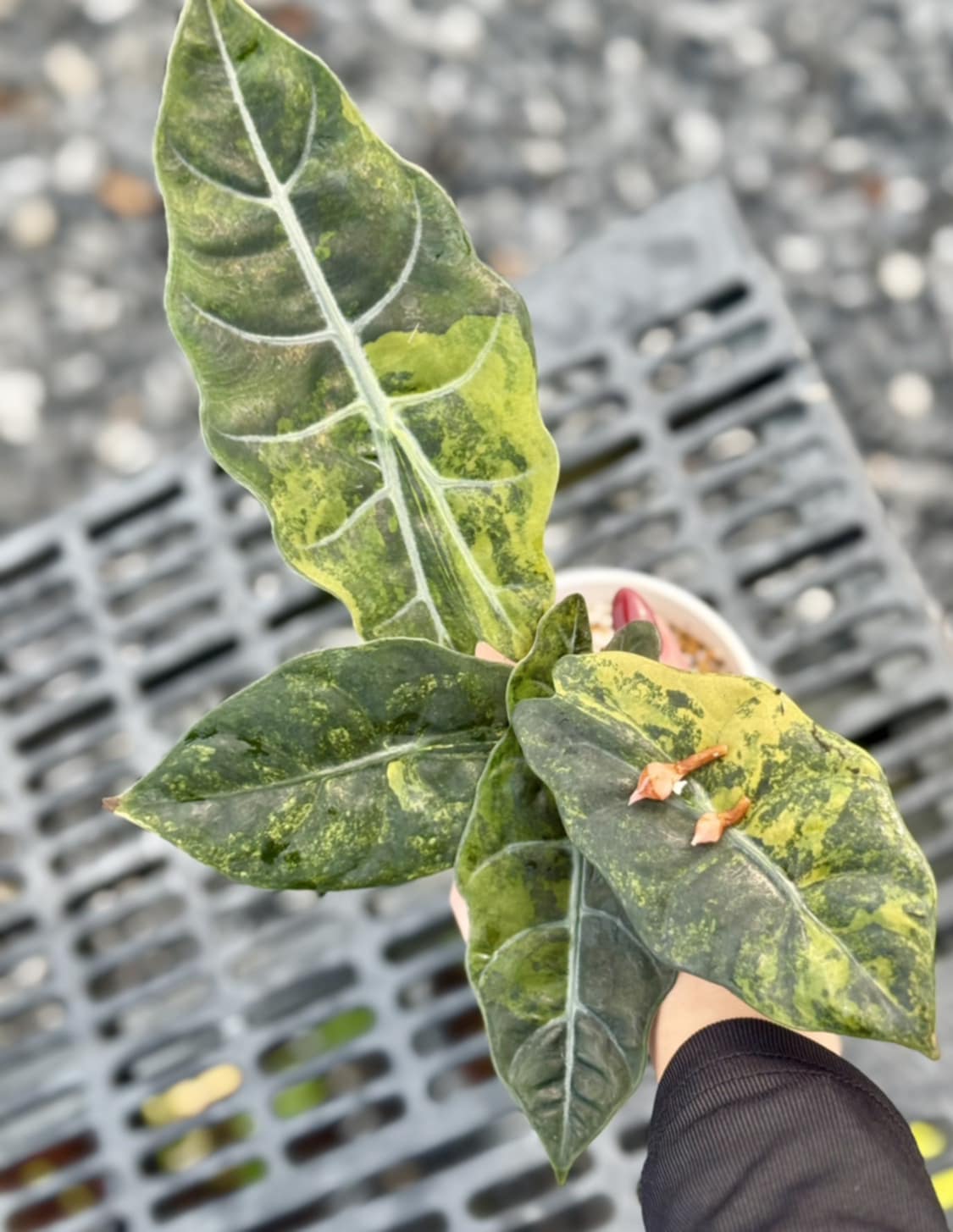 Alocasia Chantrierii Gold – Knolle (Vorbestellung)