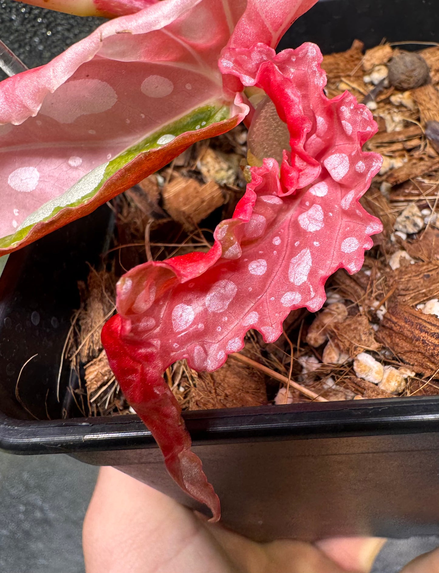 Begonia Maculata Pink Variegata - Pre-order