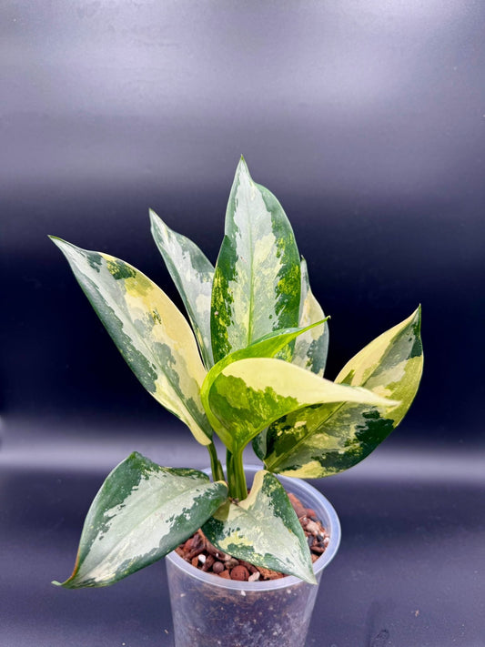 Aglaonema Suvarnnaphumi Variegata Green and White Plants
