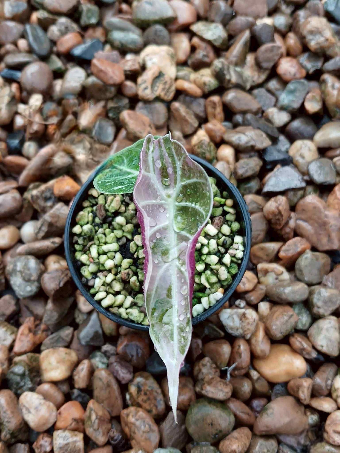 Alocasia Watsoniana « Glossy » Pink Variegata - Livraison 30 jours