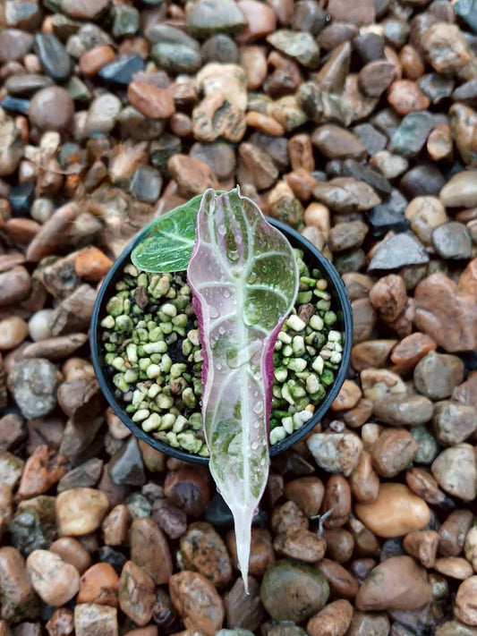 Alocasia Watsoniana « Glossy » Pink Variegata - Livraison 30 jours
