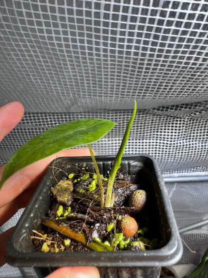 Bulbs Alocasia Longiloba “Supper Narrow” Lemon Lime Variegata