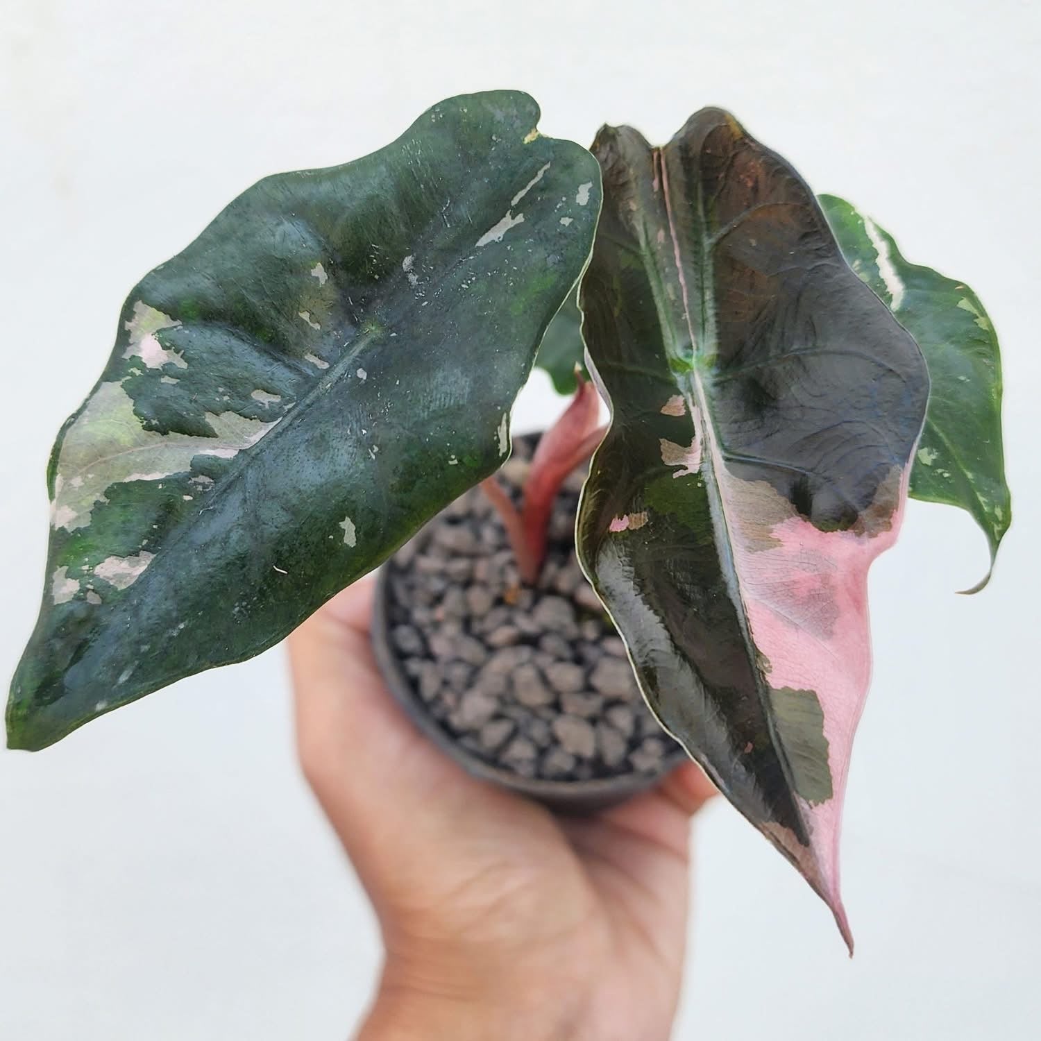 Alocasia Chantrieri Albo/Pink Variegata - Précommande Green and White Plants