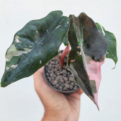 Alocasia Chantrieri Albo/Pink Variegata - Précommande Green and White Plants