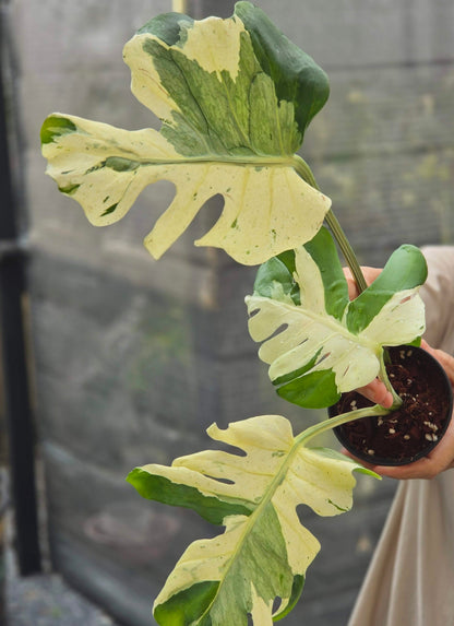 Monstera Master Piece MC USA