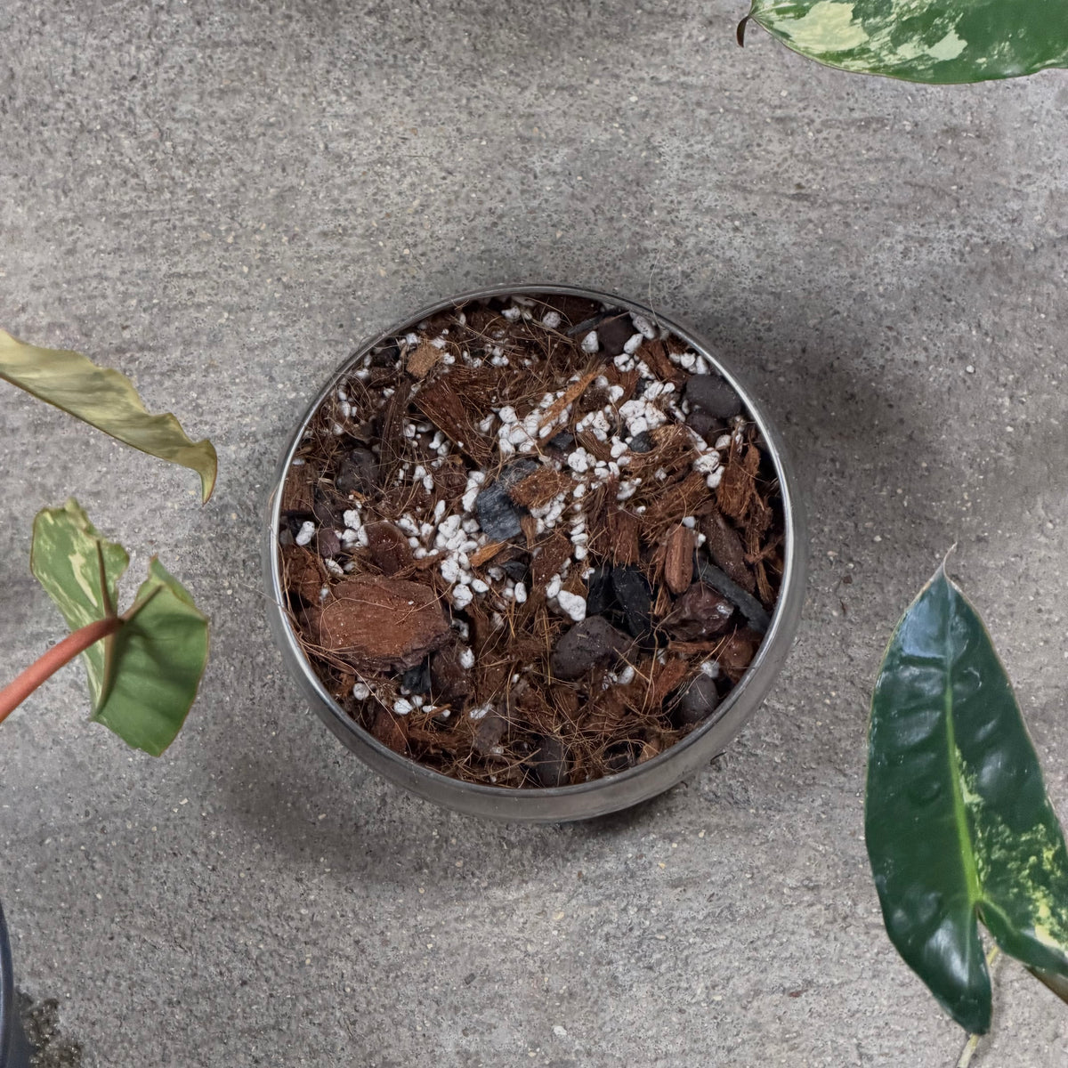 Substrat Philodendron Professionnel