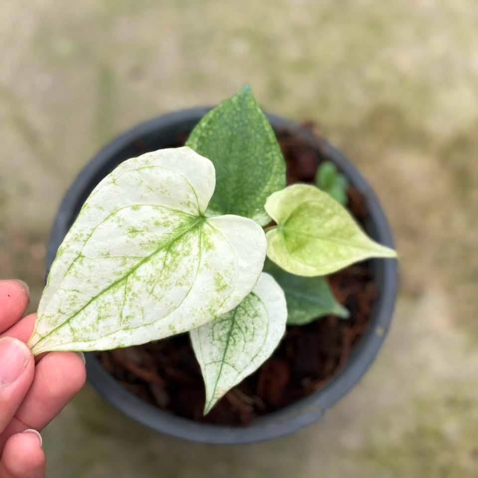 Anthurium Clarinervium "white monster"