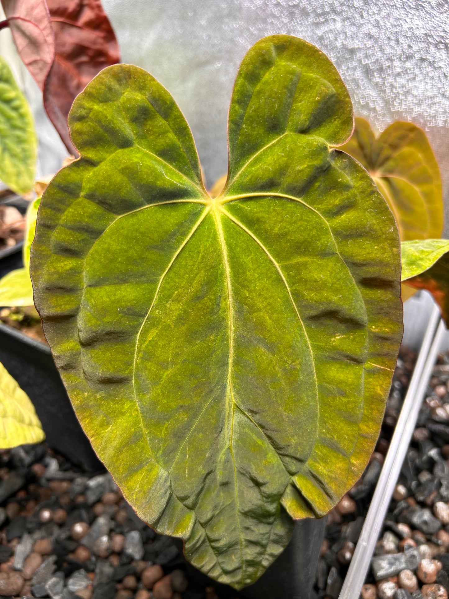 Substrat Anthurium Professionnel (5L)