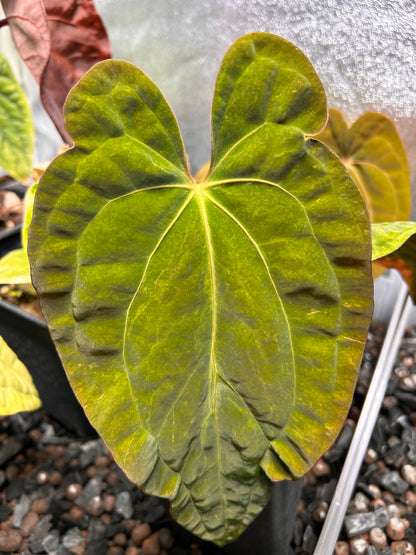 Substrat Anthurium Professionnel (5L)