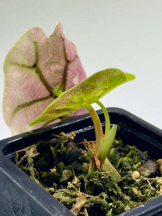Alocasia Watsoniana Doff Pink