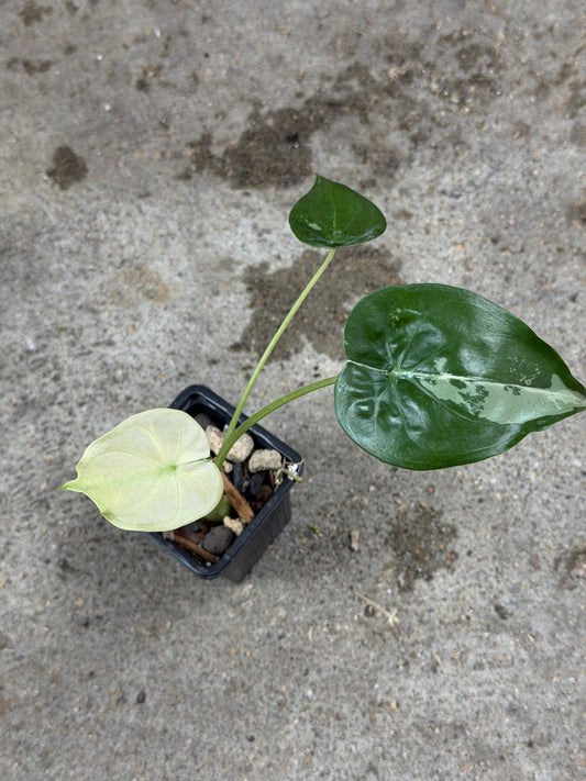 Alocasia Cuculatta « Wagyu » Albo