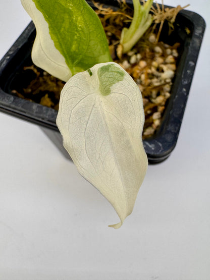Alocasia Cuculatta « Wagyu » Albo Variegata