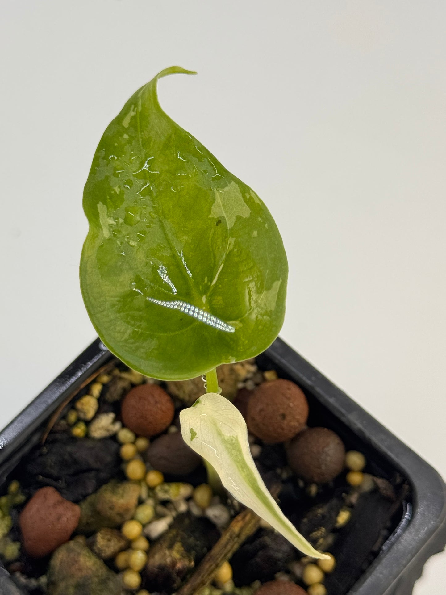 Alocasia Cuculatta „Wagyu“ Albo Variegata