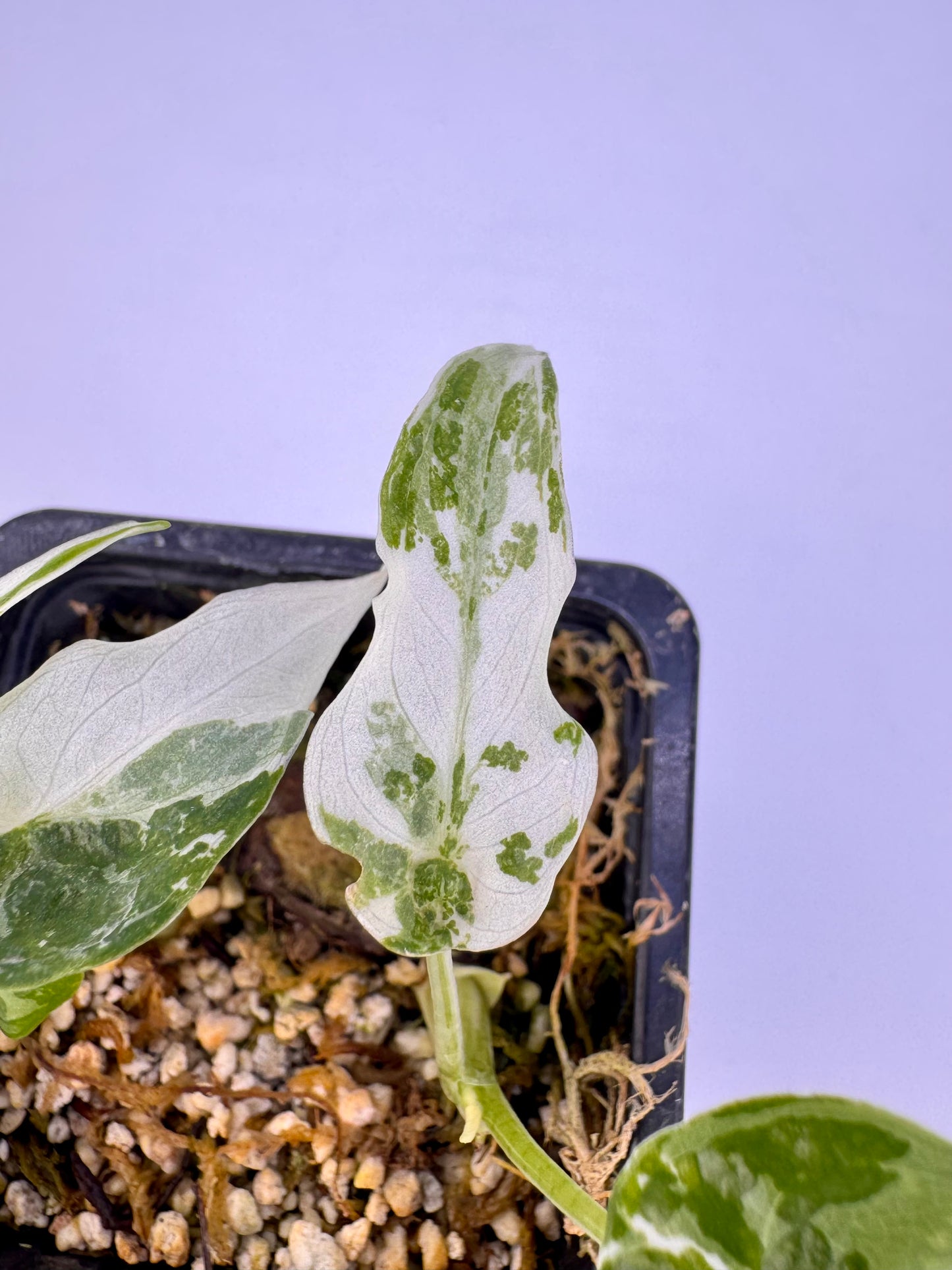 Alocasia Cuculatta « Wagyu » Albo Variegata