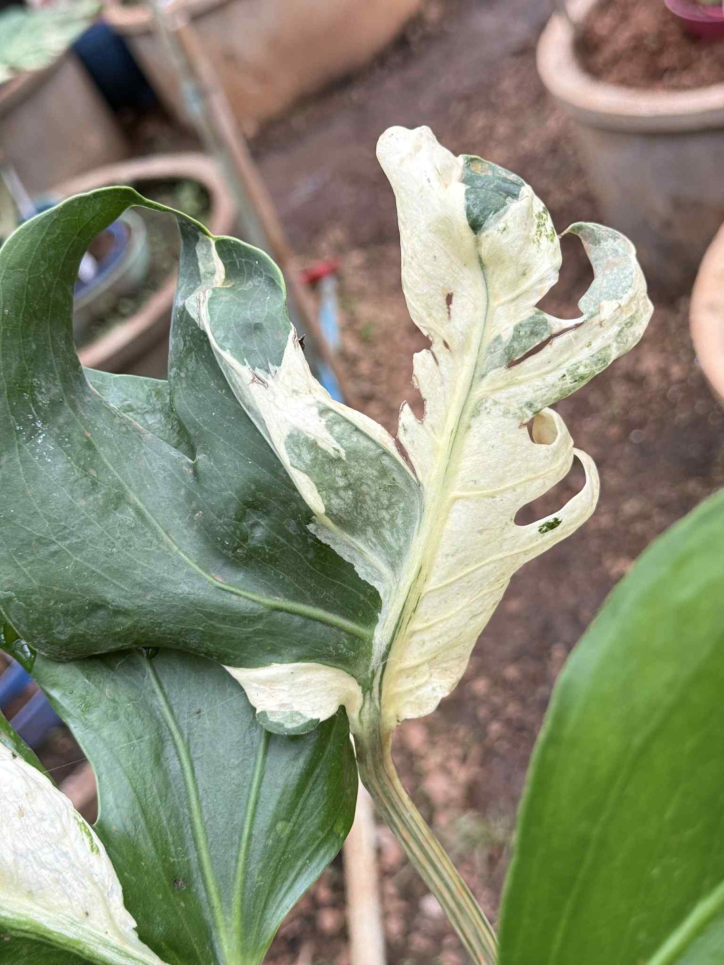 Monstera Deliciosa Concorta Albo Variegata - Livraison 30 jours