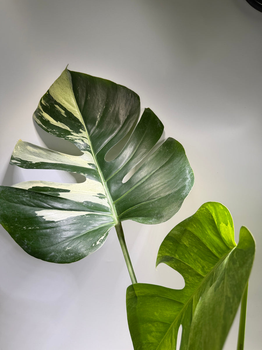 Monstera Jungle Mint