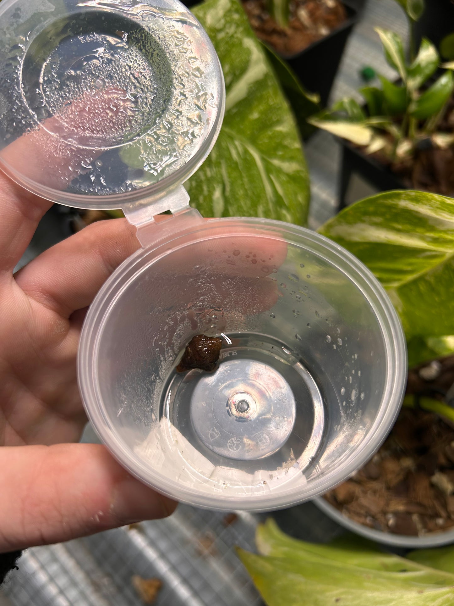 Alocasia Pseudo Sanderiana Aurea Variegated - Corm