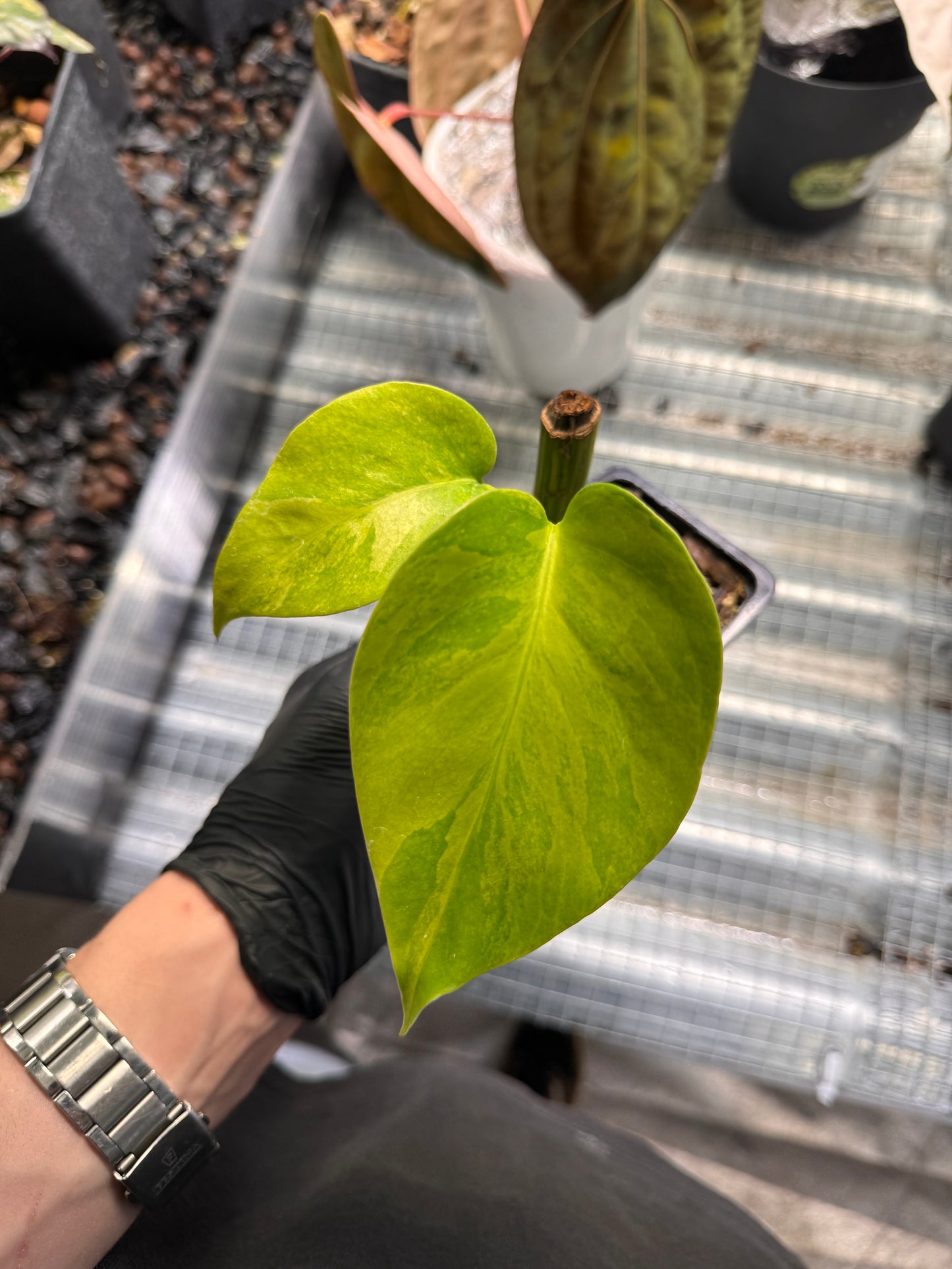 Monstera Borsigiana Aurea - Steckling