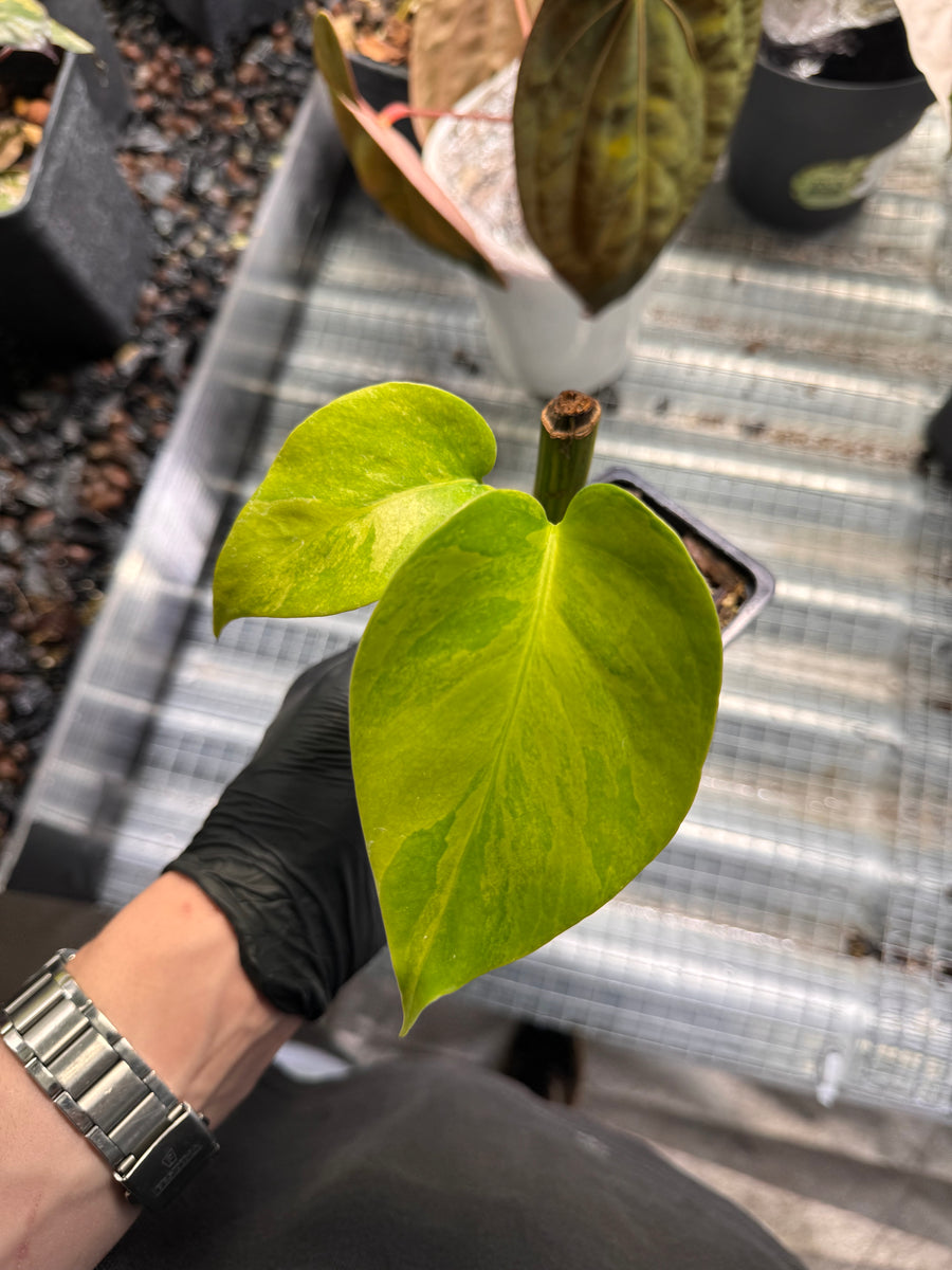 Monstera Borsigiana Aurea