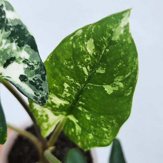Alocasia Bisma Albo Variegata - Précommande Green and White Plants