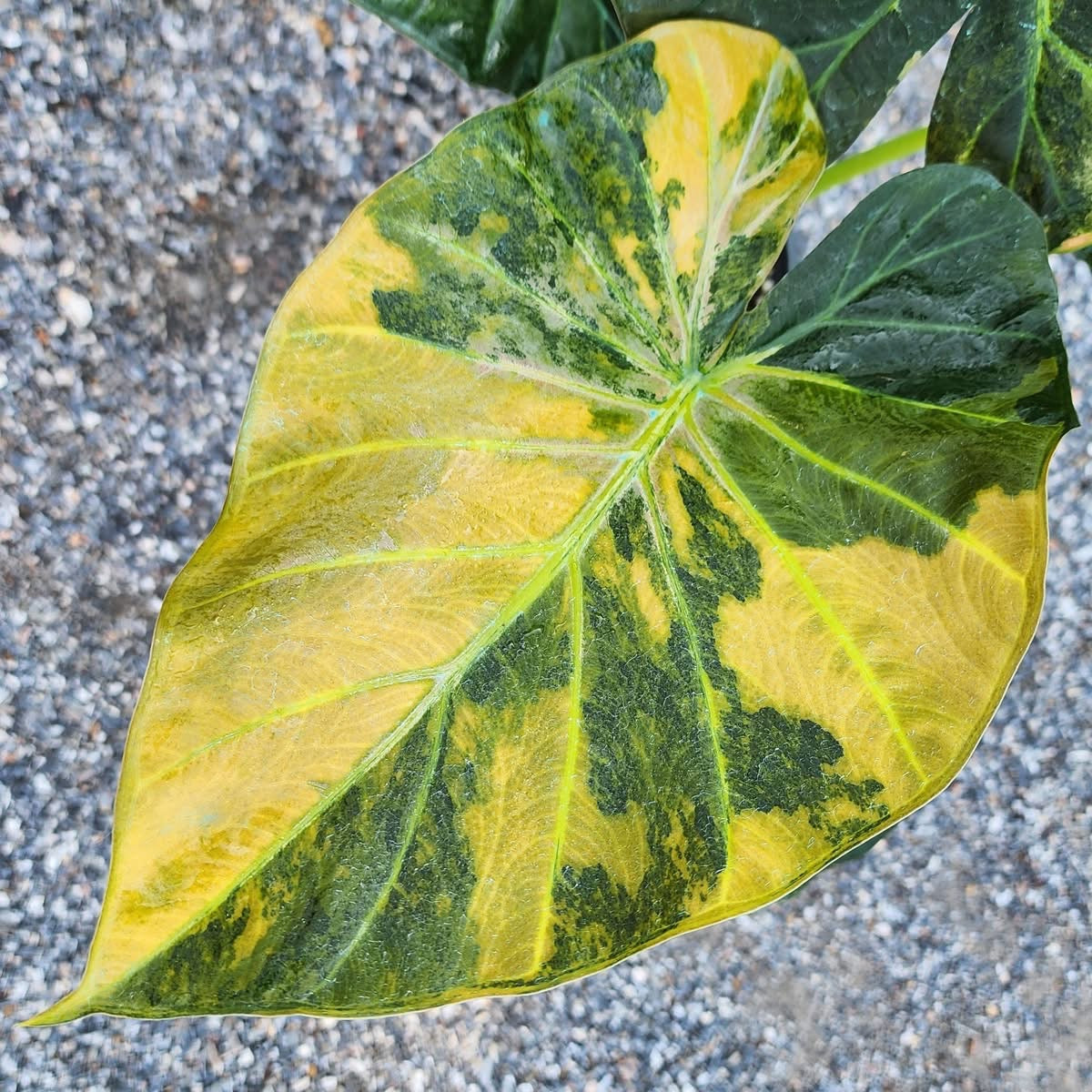 Alocasia Regal Shield Aurea Variegata - Précommande Green and White Plants