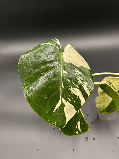 Monstera « Jungle Mint »